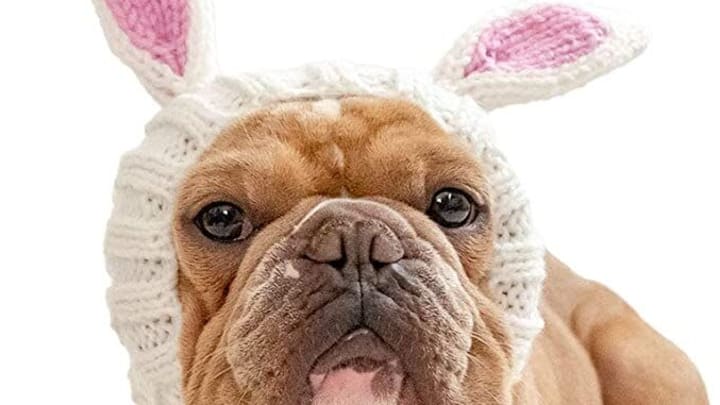 Zoo Snoods Bunny Dog Costume – Amazon.com