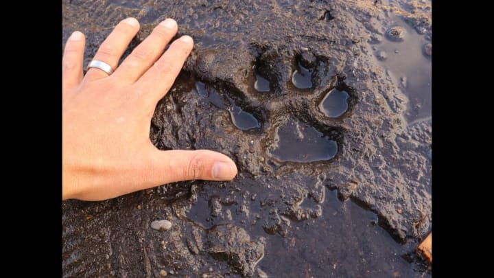 American Werewolves: a hand next to a large paw print in the mud.
