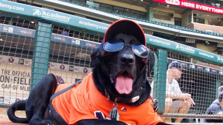 On this National Dog Day, let us bow our heads in wonder at some adorable  MLB pups