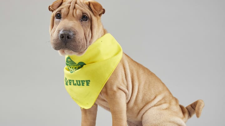 Puppy portrait for Puppy Bowl XV – Team Fluff’s Lola from Florida Little Dogs Rescue. Photot by Nicole VanderPloeg