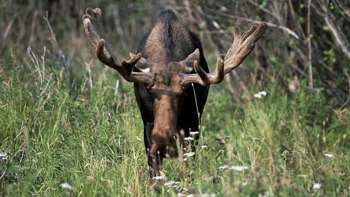 UNITED STATES - FEBRUARY 27: Moose or Eurasian elk (Alces alces), Cervids, Alaska. (Photo by DeAgostini/Getty Images) UNITED STATES - FEBRUARY 27: Moose or Eurasian elk (Alces alces), Cervids, Alaska. (Photo by DeAgostini/Getty Images)