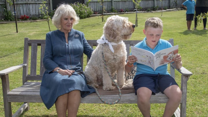 WAITANGI, NEW ZEALAND – NOVEMBER 20: Camilla, Duchess of Cornwall meets the school’s therapy dog, Meg, and joins Liam Curtis reading to the dog during a visit to the Kerikeri Primary School on November 20, 2019 in Waitangi, New Zealand. Her Royal Highness met children in the school’s garden participating in the Garden to Table programme, which encourages children to grow their own vegetables and then learn to make recipes in the kitchen from the food they have grown. The Duchess was invited to plant a tree in the school’s ‘Duchess Garden’ to commemorate the visit and joins children in the school hall who are preparing food from the garden with a parent volunteer. (Photo by Arthur Edwards – Pool/Getty Images)