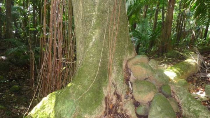 The 'elephant foot' trunk of Pisonia roqueae.