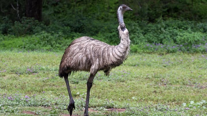 No room service for these emus. No room service for these emus.