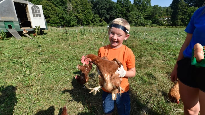 SHAVERTOWN, PENNSYLVANIA, UNITED STATES – 2020/08/11: Logan a camper wearing a face shield at the grief camp picks up a chicken after collecting eggs.Hillside Farms located in Shavertown, PA offers farm-based grief camps to children who have experienced trauma, loss through accident, illness, murder or suicide. Children in foster care that have experienced neglect or abuse also attend. The camp is in its 7th year and combines farm activities and grief sessions. The camp was started by Suzanne Kapral. (Photo by Aimee Dilger/SOPA Images/LightRocket via Getty Images)