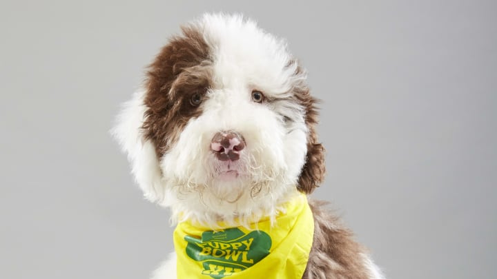 Puppy portrait for Puppy Bowl XV – Team Fluff’s Will from Doodle Rock Rescue. Photo by Nicole VanderPloeg