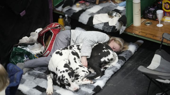 BIRMINGHAM, ENGLAND - MARCH 10: An owner and her dog take a nap after a long second day of Crufts Dog Show at the NEC Arena on March 10, 2023 in Birmingham, England. Billed as the greatest dog show in the world, the Kennel Club event sees dogs from across the globe competing for the coveted Best in Show title. (Photo by Christopher Furlong/Getty Images)