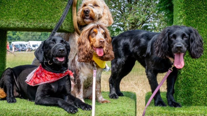KNUTSFORD, ENGLAND - JUNE 18: Molly a Labrador, Pops a golden Doodle, Bonnie and Mable the Spaniels attend Dogfest 2023 at Tatton Park on June 18, 2023 in Knutsford, England. (Photo by Shirlaine Forrest/Getty Images)