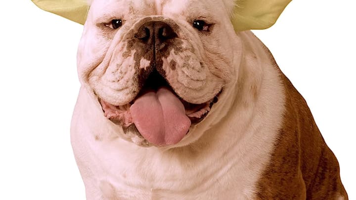 Star Wars Classic Yoda Dog Headpiece / Amazon