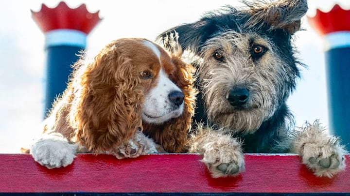 Lady (voiced by Tessa Thompson) and Tramp (voiced by Justin Theroux) in Disney’s live-action LADY AND THE TRAMP.