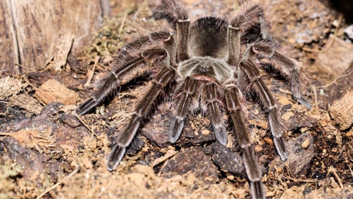 Young female Goliath bird-eating spider.