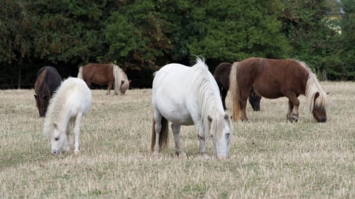 A herd of Shetland ponies grazing in a field
