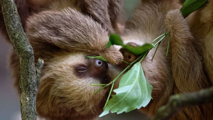 Two-toed sloths on a tree in Costa Rica.