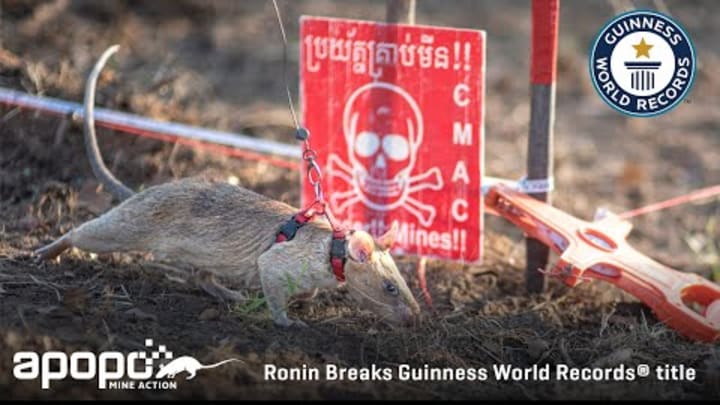 HeroRAT Ronin Breaks Guinness World Records® title