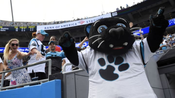 Sir Purr looks on during the Panthers' football in Charlotte, North Carolina. (Photo by Mike Comer/Getty Images)