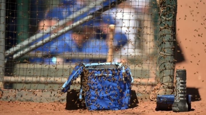 Mar 8, 2016; Surprise, AZ, USA; Bees swarm an equipment bag during the second inning of the game between the Kansas City Royals and the Colorado Rockies at Surprise Stadium. Mandatory Credit: Joe Camporeale-USA TODAY Sports