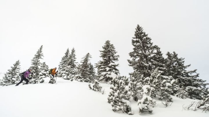 OBERAMMERGAU, GERMANY - JANUARY 15: Skiers ascend a slope between snow-covered spruces on a ski touring trek up the Scheinberg mountain in the Ammergau alps on January 15, 2017 near Oberammergau, Germany. Winter weather arrived in Germany last week with cold and heavy snowfalls that have led to traffic disruptions in certain regions but are a boon to winter sports and recreation enthusiasts. (Photo by Philipp Guelland/Getty Images) OBERAMMERGAU, GERMANY - JANUARY 15: Skiers ascend a slope between snow-covered spruces on a ski touring trek up the Scheinberg mountain in the Ammergau alps on January 15, 2017 near Oberammergau, Germany. Winter weather arrived in Germany last week with cold and heavy snowfalls that have led to traffic disruptions in certain regions but are a boon to winter sports and recreation enthusiasts. (Photo by Philipp Guelland/Getty Images)