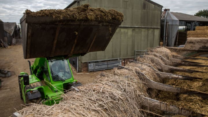 BOZEAT, UNITED KINGDOM - AUGUST 16: Dairy farmer Tim Whittaker adds grass silage to a mixture of rolled wheat, soya, rape extract, molasses, maze silage and chopped straw to feed cows at Newlands Farm on August 16, 2015 in Bozeat, England. Newlands Farm Bozeat has 138 cows and is part of Arla Milk Link, a group of over 1,500 farmers that supplies 1.2 billion litres of milk annually to the Arla Foods cooperative. The price farmers are paid for milk has fallen by a 25 percent over the past year, with many being paid less than the cost of production. Following crisis talks with farming unions, supermarkets Aldi and Lidl have announced that they will begin to pay a minimum of 28 pence per litre from Monday with Morrisons pledging to pay 26 pence per litre from later in the month. (Photo by Rob Stothard/Getty Images)