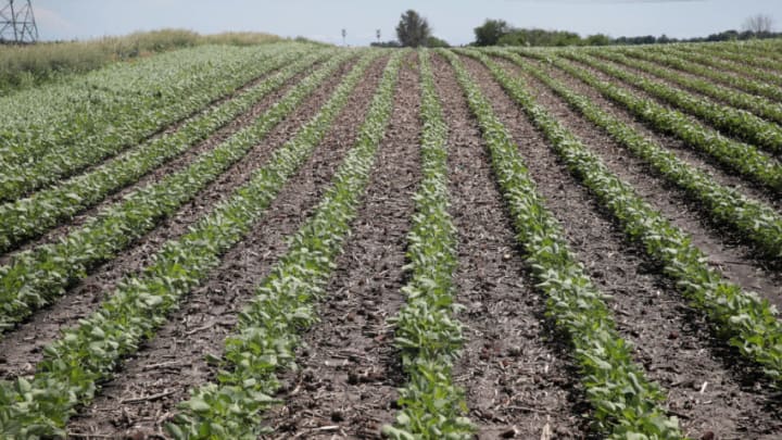 DWIGHT, IL - JUNE 13: Soybeans grow in a field on June 13, 2018 in Dwight, Illinois. The condition of U.S. corn and soybean crops in most regions is far outpacing last year's condition at this point in the season. (Photo by Scott Olson/Getty Images)