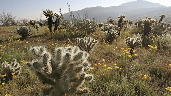 PHOENIX - MARCH 9: California poppies bloom amongst a stand of Teddy Bear Cholla cacti in South Mountain Community Park March 9, 2005 in Phoenix, Arizona. Wildflowers like the poppies are blooming in abundance this year thanks to heavier than normal rainfall with estimates of the colorful show lasting through mid-April. (Photo by Jeff Topping/Getty Images)