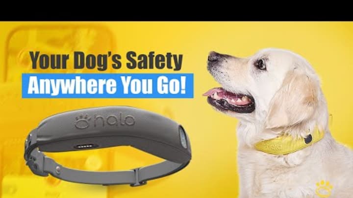 Introducing The ALL-NEW HALO COLLAR 4: The Ultimate GPS Dog Fence For Dog Safety