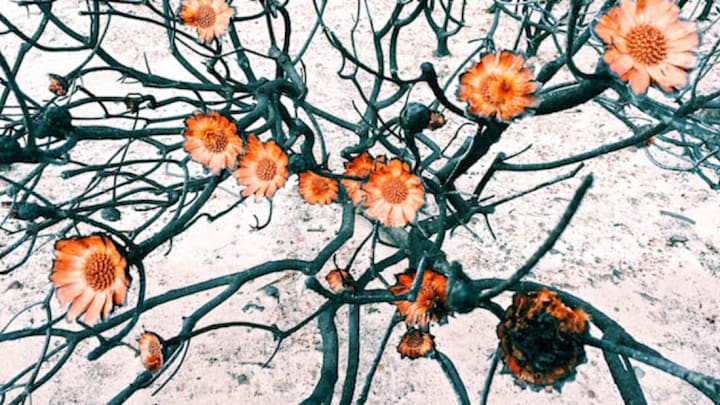 Amy Paterson via IPPAWARDS