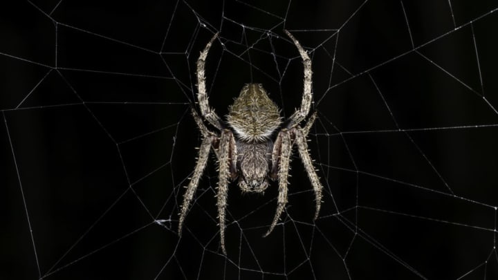 Spiders weave a web of memories