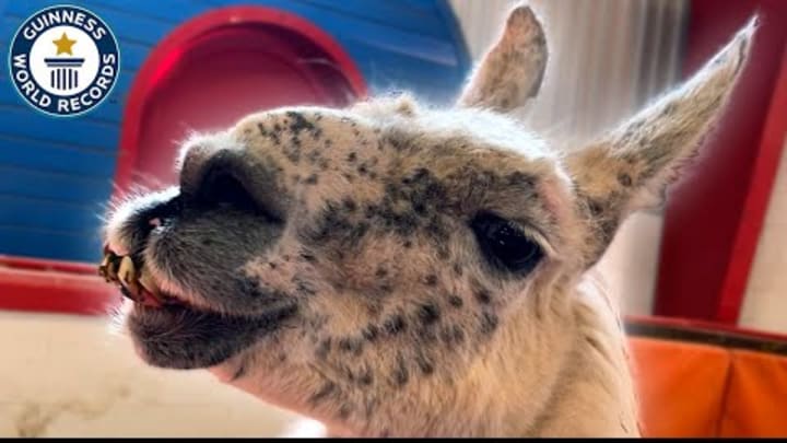 Meet Whitetop, the Oldest Living Llama - Guinness World Records