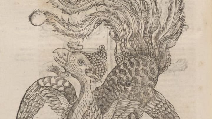 Ulisse's Aldrovandi's Phoenix from the 1664 book "Monstrorum Historia"