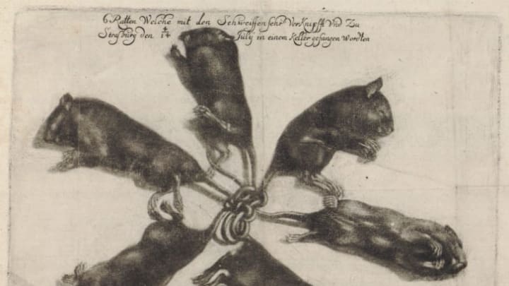 The 1683 rat king, as illustrated by Wilhelm Schmuck