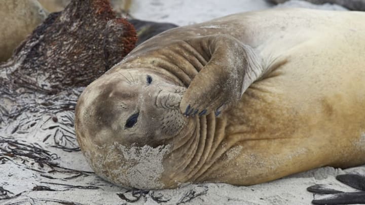14 Huge Facts About Elephant Seals | Mental Floss