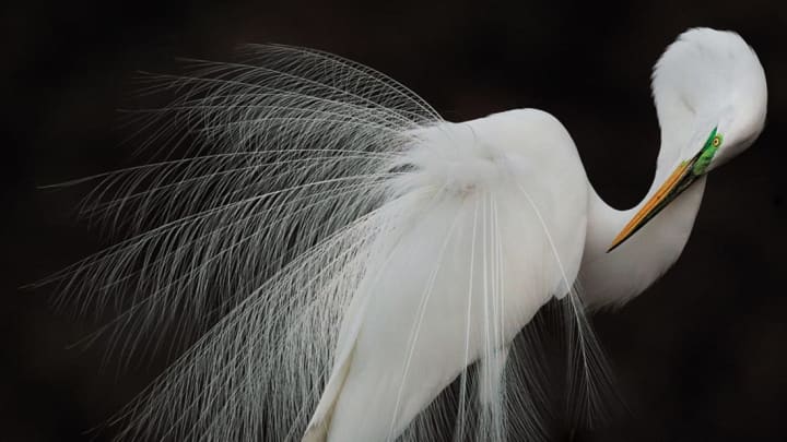 Melissa Groo//Audubon Photography Awards