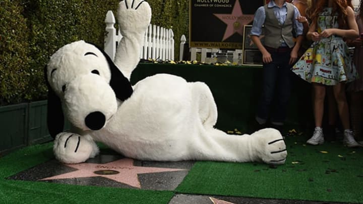 Snoopy has his own star on the Hollywood walk of fame, right next to Schulz's.