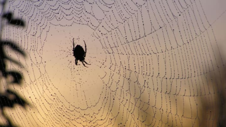 Spiders actually look bigger to arachnophobes