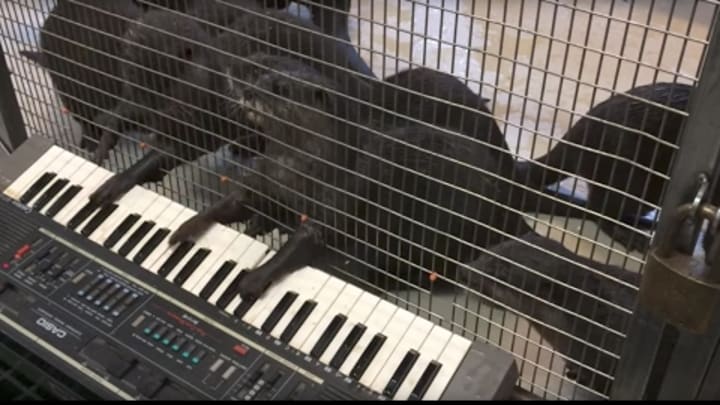 Zoo gives animals musical instruments
