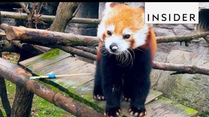 Zoo Teaches Animals to Paint