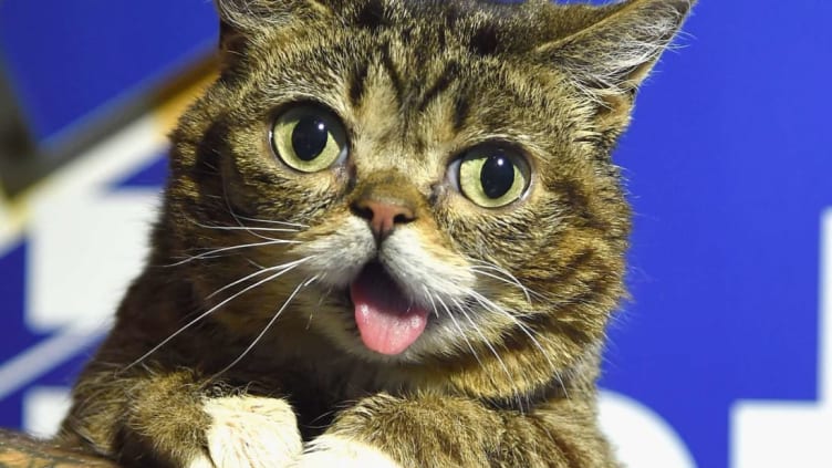 Lil bub litter discount