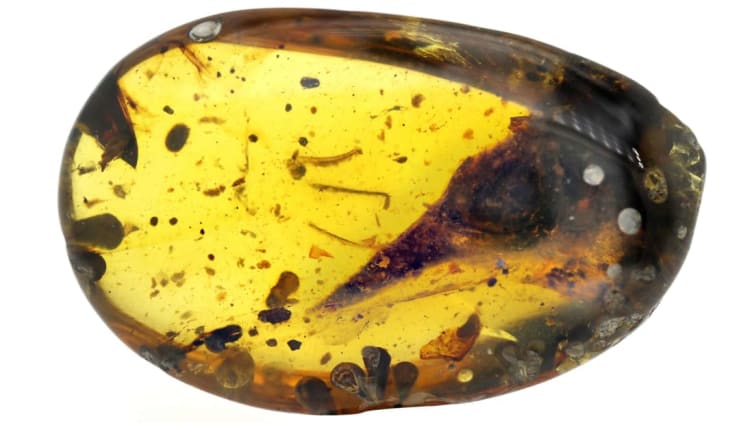 The skull of Oculudentavis khaungraae preserved in 99-million-year-old amber.