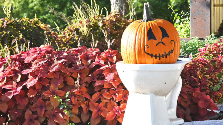 Here’s a pumpkin on a toilet.