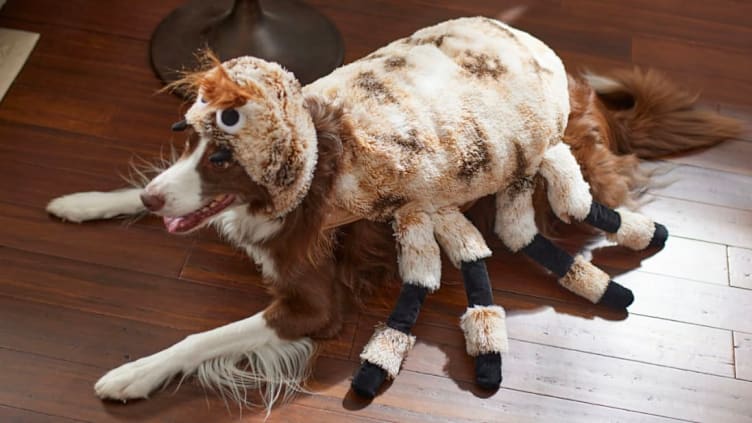 Chewy Sale Save Big on Halloween Costumes and Toys for Your Pet Mental Floss