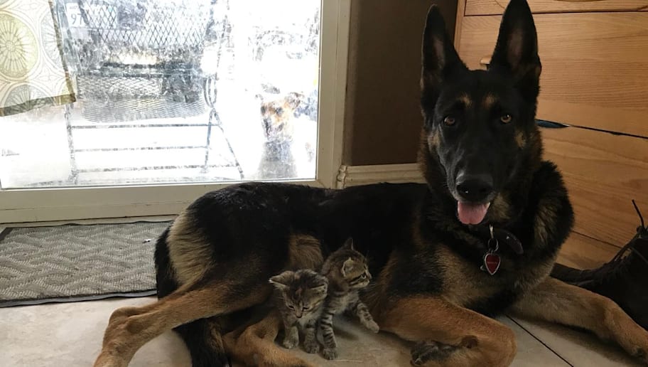 german shepherd dangerous dog list