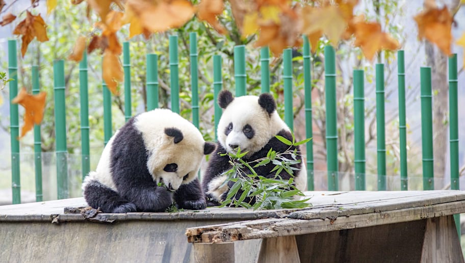 City Football Group Club Consider Name Change To Robot Panda Fc