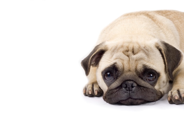 Cute pug with sad eyes