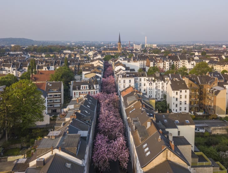 Cherry trees lining a street