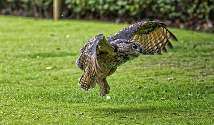 An owl landing on the grass