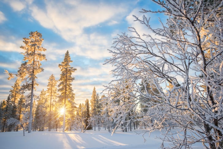 snowy woods with sun through the trees