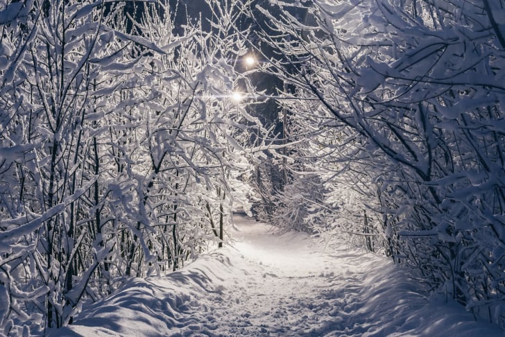 Snowy woods