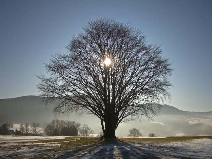 Sun setting behind a tree in the winter