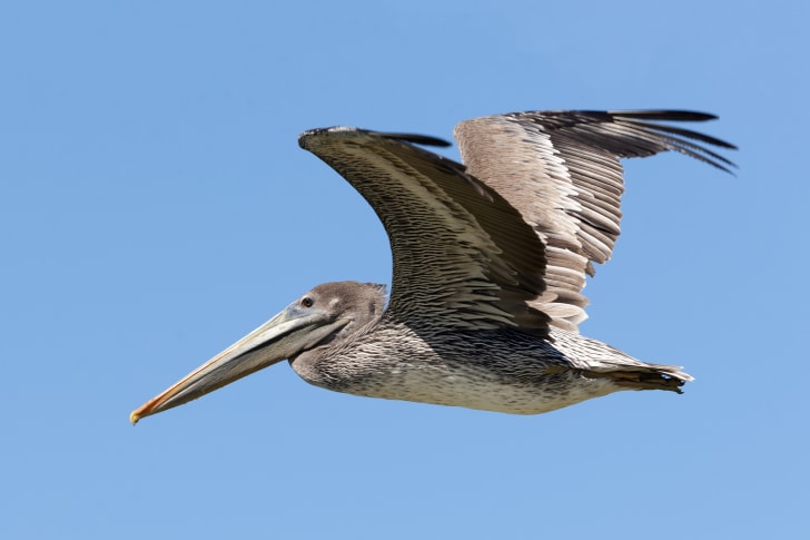a flying brown pelican