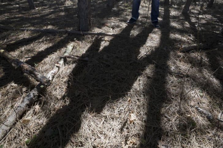 A man casts a shadow in the woods